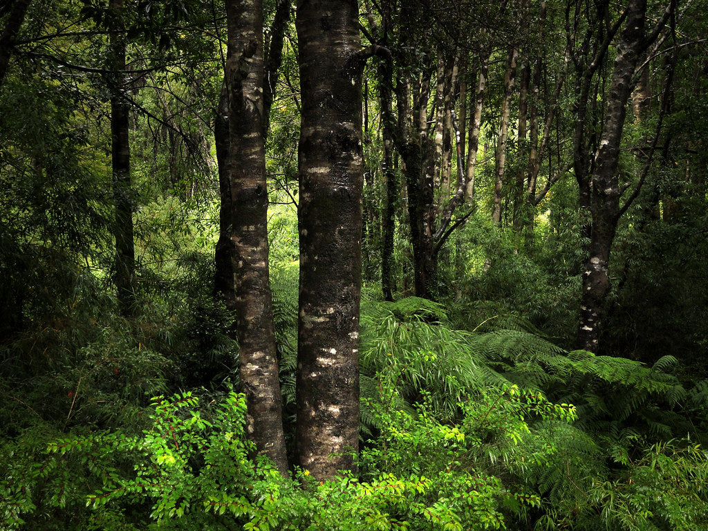Palabras para ir al bosque