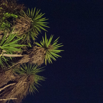 Las ramas del tiempo, una geopoética de la palmera