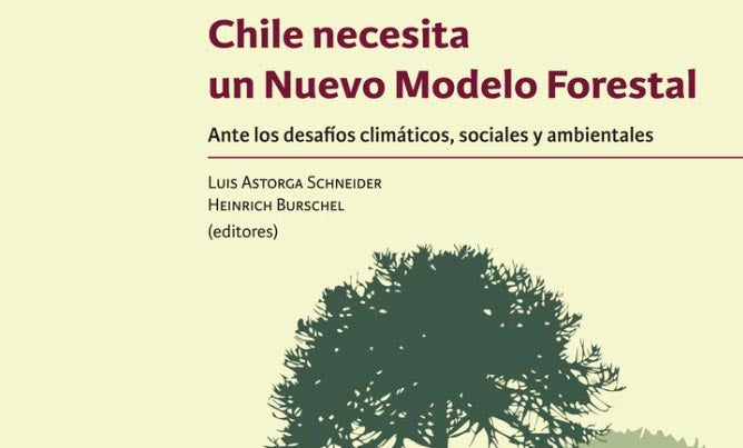Ver el bosque